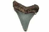 Serrated Angustidens Tooth - Megalodon Ancestor #302056-1